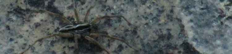 Banner: Spider at campsite on Summit City Creek beween Fords, Tahoe to Yosemite Trail, Mokelumne Wilderness